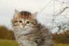 Photo Number 11