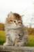 Photo Number 13