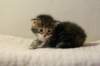 img_8211_small.jpg