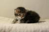img_8212_small.jpg