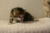 img_8219_small.jpg