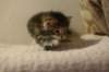 img_8220_small.jpg