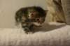 img_8221_small.jpg
