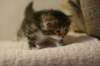 img_8222_small.jpg