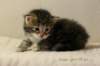 jannaimg_8212_small.jpg