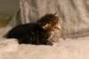img_8111_small.jpg