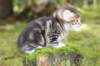 img_4839_small.jpg