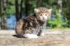 img_4863_small.jpg