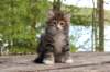 jasonimg_54422_small.jpg