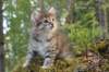 jasperboyimg_57392_small.jpg