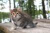 jasperimg_55852_small.jpg