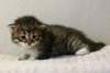 joseimg_83352_small.jpg