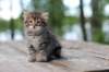 justusimg_55362_small.jpg
