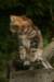img_2741_small.jpg