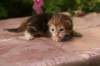img_3620_small.jpg