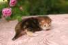 img_3638_small.jpg