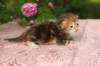 img_3662_small.jpg