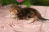 img_3668_small.jpg