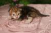 img_3670_small.jpg