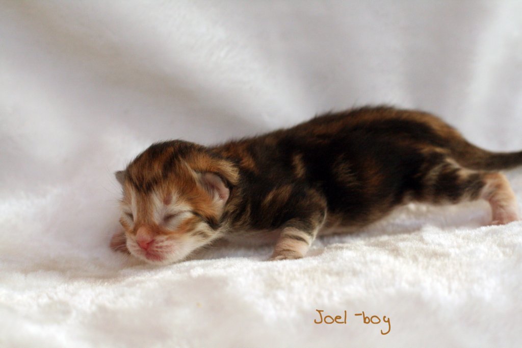 joelgoldenclassictabbypoikaboysibny22.jpg