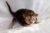 joelgoldenclassictabbypoikaboysibny2220_small.jpg