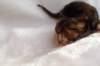 joelgoldenclassictabbypoikaboysibny2221_small.jpg