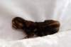 joelgoldenclassictabbypoikaboysibny2222_small.jpg