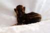 joelgoldenclassictabbypoikaboysibny2224_small.jpg