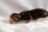 joelgoldenclassictabbypoikaboysibny2225_small.jpg