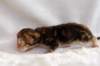 joelgoldenclassictabbypoikaboysibny2226_small.jpg