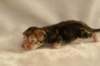 joelgoldenclassictabbypoikaboysibny2227_small.jpg