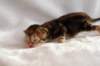 joelgoldenclassictabbypoikaboysibny2228_small.jpg