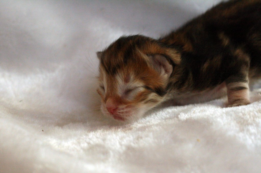 joelgoldenclassictabbypoikaboysibny2229.jpg