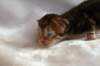 joelgoldenclassictabbypoikaboysibny2229_small.jpg