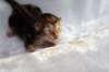 joelgoldenclassictabbypoikaboysibny2230_small.jpg