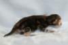 joelgoldenclassictabbypoikaboysibny2232_small.jpg