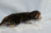joelgoldenclassictabbypoikaboysibny2233_small.jpg