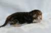 joelgoldenclassictabbypoikaboysibny2234_small.jpg