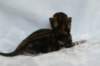 joelgoldenclassictabbypoikaboysibny2235_small.jpg