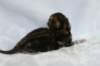joelgoldenclassictabbypoikaboysibny2236_small.jpg
