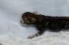 joelgoldenclassictabbypoikaboysibny2237_small.jpg