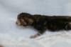 joelgoldenclassictabbypoikaboysibny2238_small.jpg