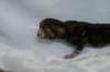 joelgoldenclassictabbypoikaboysibny2239_small.jpg