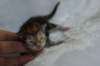 joelgoldenclassictabbypoikaboysibny2240_small.jpg