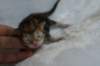 joelgoldenclassictabbypoikaboysibny2241_small.jpg