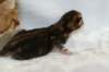 joelgoldenclassictabbypoikaboysibny2244_small.jpg