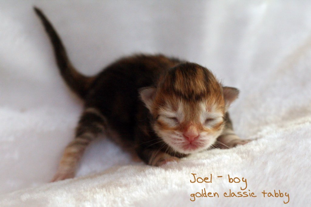 joelgoldenclassictabbypoikaboysibny22vapaakasvatuskissaksiavailableforbreeding.jpg