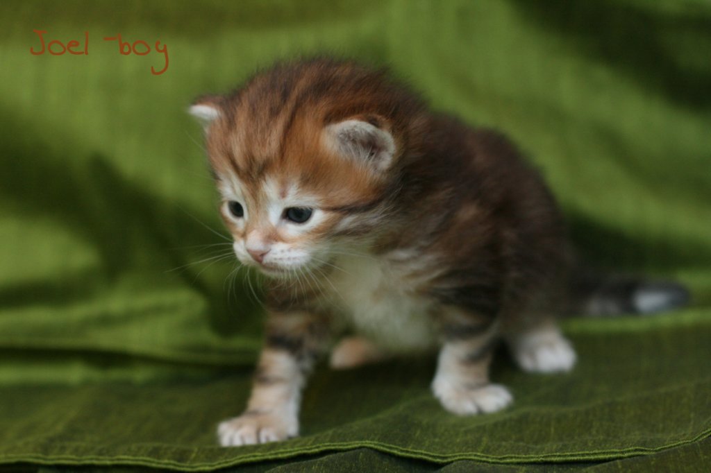 joelboyimg_54052.jpg
