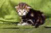 joonaboyimg_5453_small.jpg