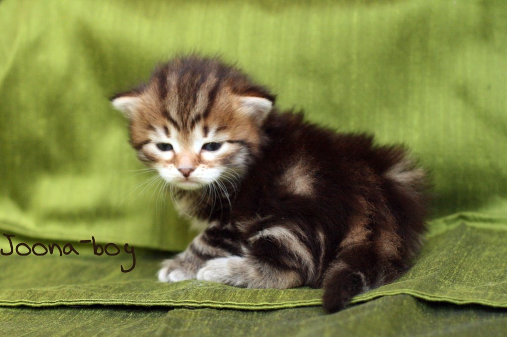 joonaboyimg_5454.jpg